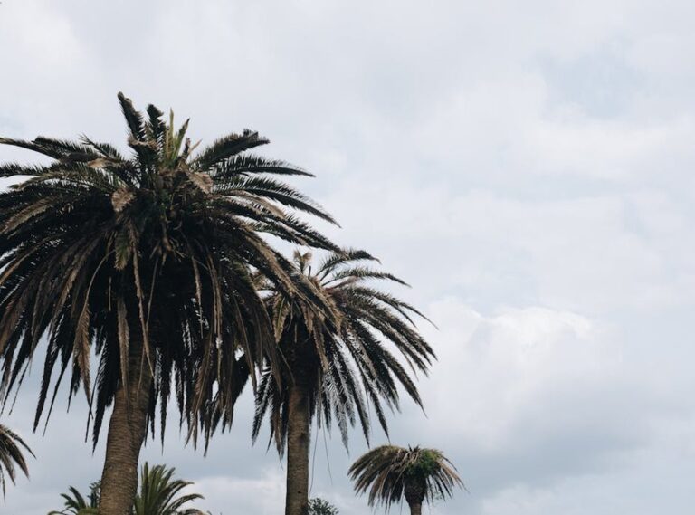 fruto de las palmeras su nombre significa dedo