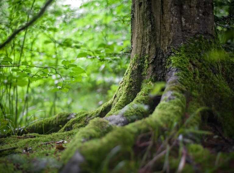 Undergrowthgameline