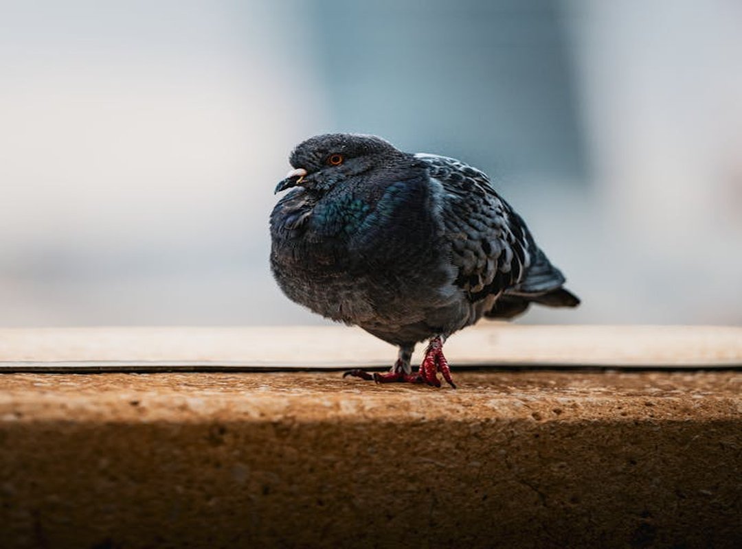 Why Can't I Download a Game Molldoto2 on My Pc