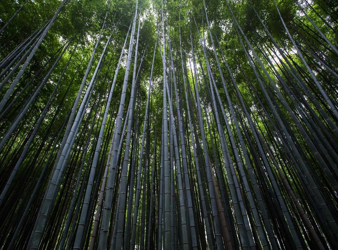 Music and Motherhood: What's Next for Her Career?