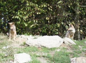 hungry wolves tascott