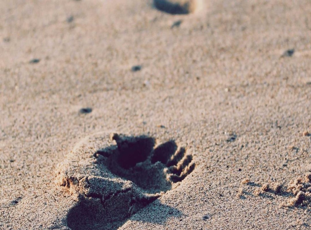 Decoding the Popularity: Why Simon GIFs Are Perfect for Online Reactions